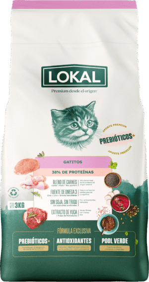 LOKAL Gatitos Kitten